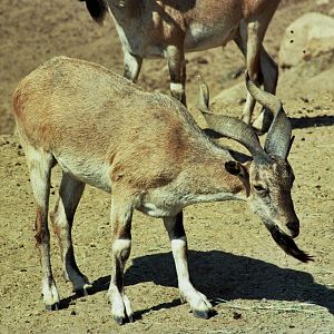 Scanned Wild Animal Park Photos 1992-2001