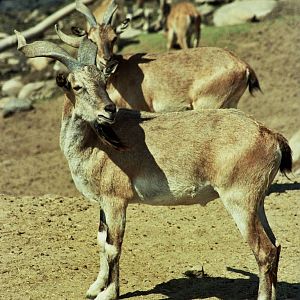 Scanned Wild Animal Park Photos 1992-2001