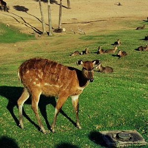 Scanned Wild Animal Park Photos 1992-2001