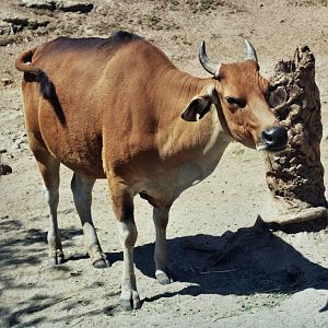 Scanned Wild Animal Park Photos 1992-2001