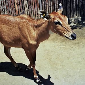 Scanned Wild Animal Park Photos 1992-2001