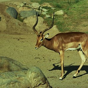 Scanned Wild Animal Park Photos 1992-2001
