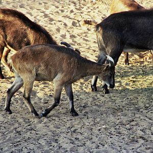 Scanned Wild Animal Park Photos 1992-2001 Photo ID?