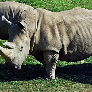 Scanned Wild Animal Park Photos 1992-2001