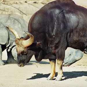 Scanned Wild Animal Park Photos 1992-2001