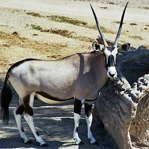 Scanned Wild Animal Park Photos 1992-2001