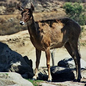 Scanned Wild Animal Park Photos 1992-2001
