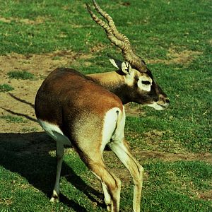 Scanned Wild Animal Park Photos 1992-2001