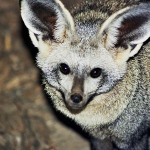Scanned Wild Animal Park Photos 1992-2001