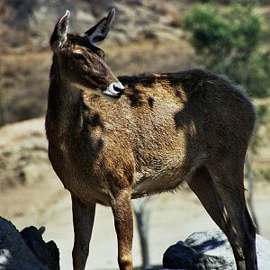 Scanned Wild Animal Park Photos 1992-2001