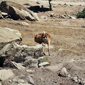 Scanned Wild Animal Park Photos 1992-2001