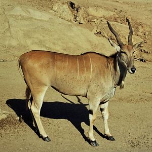 Scanned Wild Animal Park Photos 1992-2001