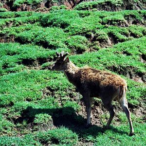 Scanned Wild Animal Park Photos 1992-2001