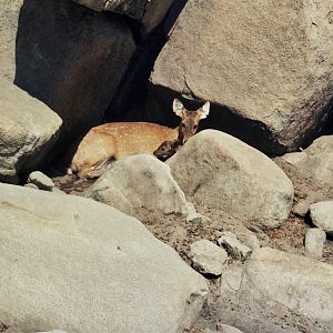 Scanned Wild Animal Park Photos 1992-2001