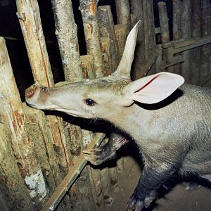 Scanned Wild Animal Park Photos 1992-2001