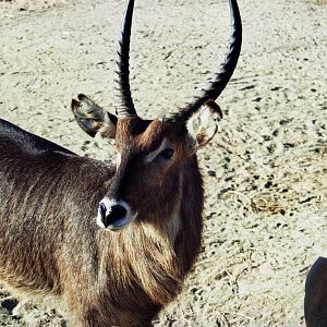 Scanned Wild Animal Park Photos 1992-2001