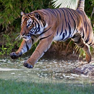 malayan tiger jumping