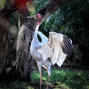 sarus crane dancing