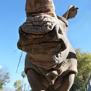 white rhino 2 - low angle