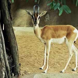 Scanned San Diego Zoo Photos 1992-2001