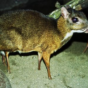 Scanned San Diego Zoo Photos 1992-2001 Species ID?
