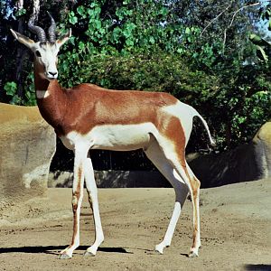 Scanned San Diego Zoo Photos 1992-2001