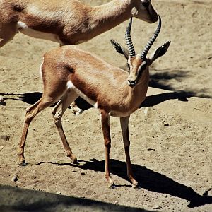 Scanned San Diego Zoo Photos 1992-2001
