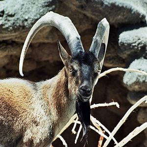 Scanned San Diego Zoo Photos 1992-2001