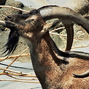 Scanned San Diego Zoo Photos 1992-2001