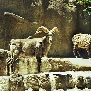 Scanned San Diego Zoo Photos 1992-2001