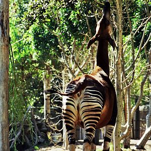 Scanned San Diego Zoo Photos 1992-2001