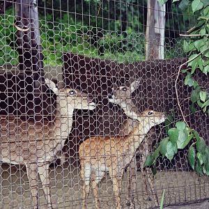Scanned San Diego Zoo Photos 1992-2001