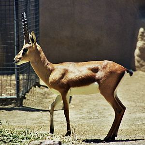 Scanned San Diego Zoo Photos 1992-2001