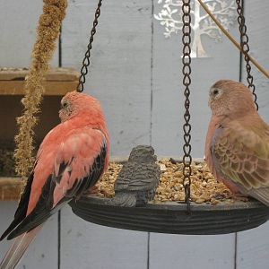 Bourkes parakeets (Neophema bourkii)