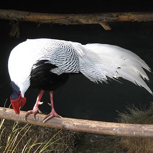 male silver pheasant (Lophura nycthemera)