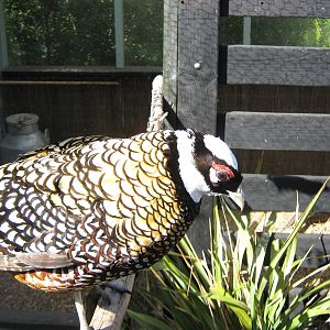male Reeves pheasant (Syrmaticus reevesii)