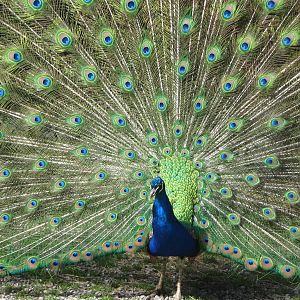 Indian peacock (Pavo cristatus)