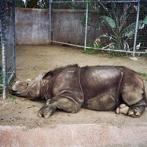 Scanned San Diego Zoo Photos 1992-2001