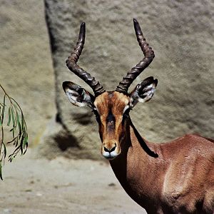 Scanned San Diego Zoo Photos 1992-2001