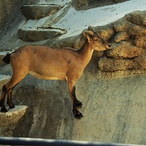 Scanned San Diego Zoo Photos 1992-2001