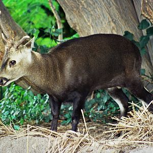 Scanned San Diego Zoo Photos 1992-2001