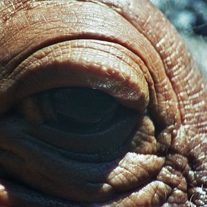 Scanned San Diego Zoo Photos 1992-2001