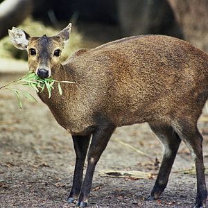 Scanned San Diego Zoo Photos 1992-2001