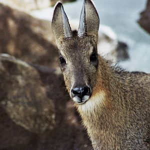 Scanned San Diego Zoo Photos 1992-2001