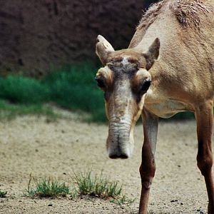 Scanned San Diego Zoo Photos 1992-2001
