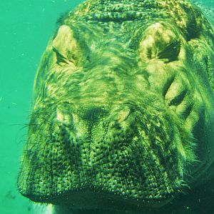 Scanned San Diego Zoo Photos 1992-2001