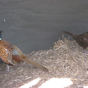 pair of ringneck pheasants (Phasianus colchicus)