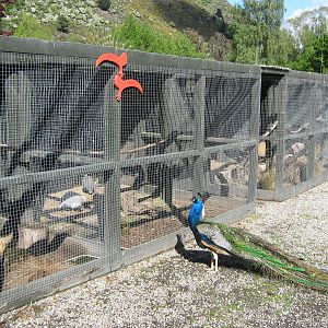pheasant aviaries and free-roaming peacocks