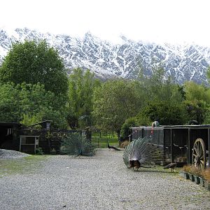 pheasant aviaries and free-roaming peacocks
