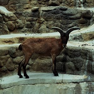 Scanned San Diego Zoo Photos 1992-2001